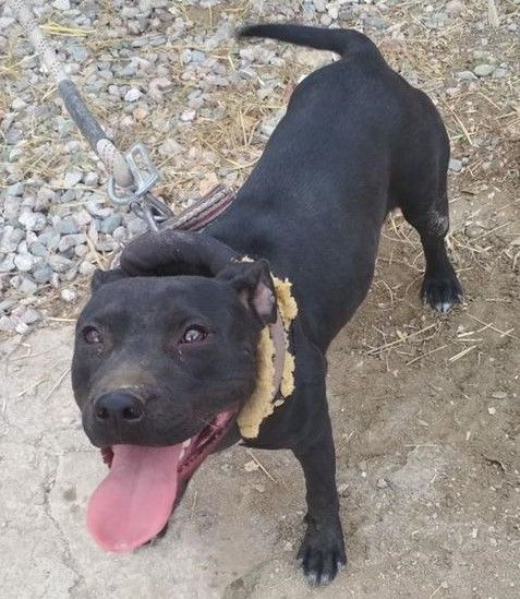 Photo of the dog