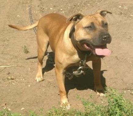 Photo of the dog
