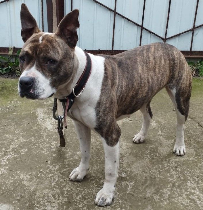 Photo of the dog