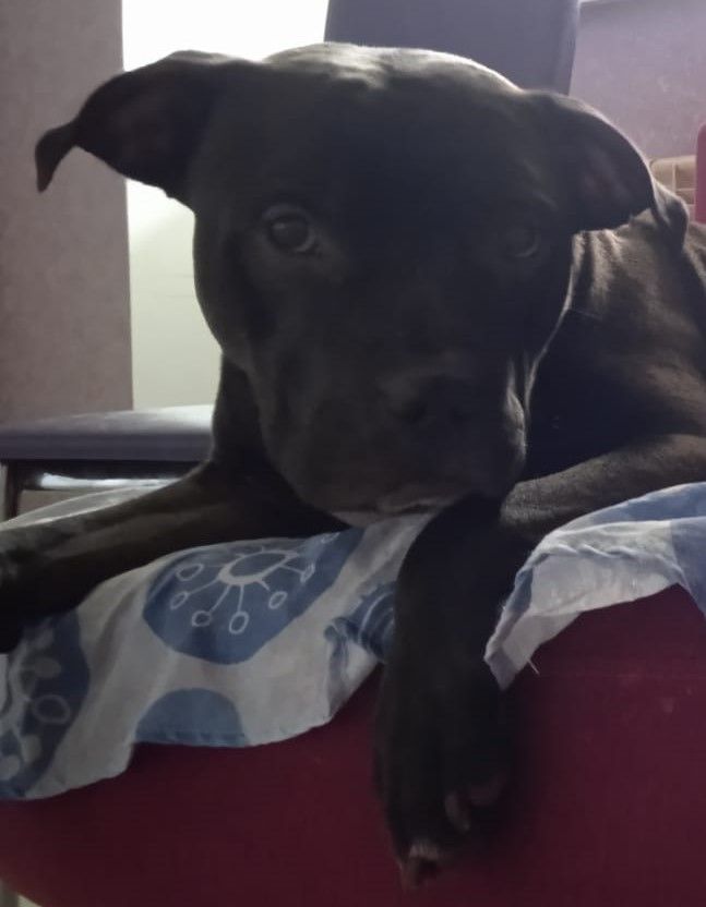 Photo of the dog