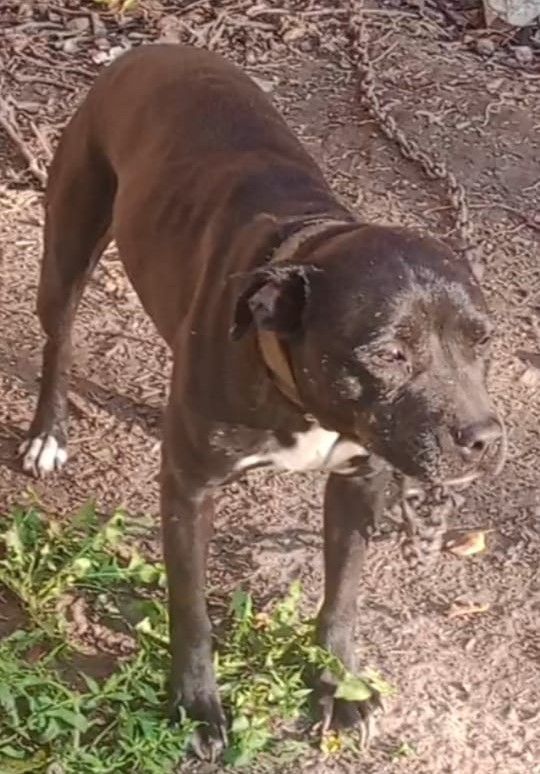 Photo of the dog