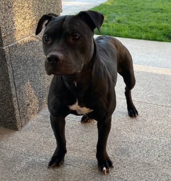 Photo of the dog