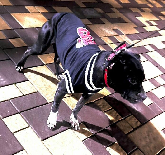 Photo of the dog