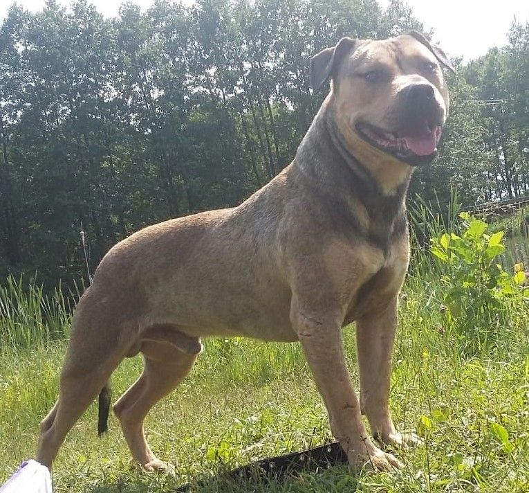 Photo of the dog