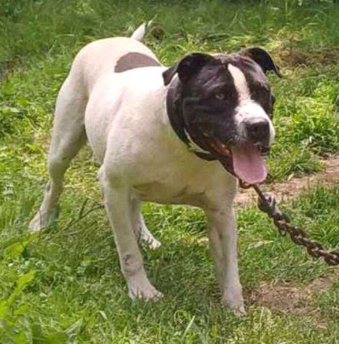 Photo of the dog