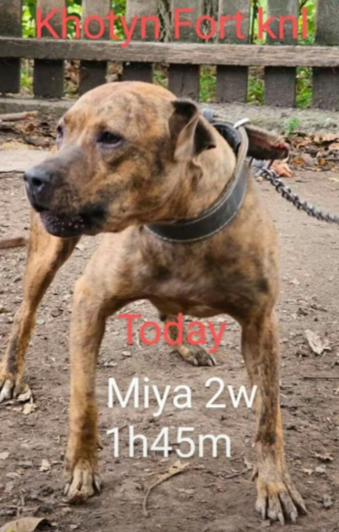 Photo of the dog