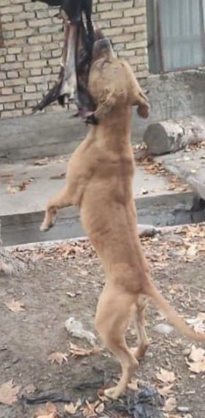 Photo of the dog