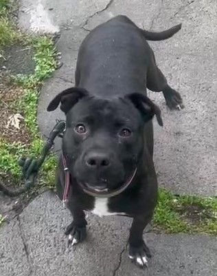 Photo of the dog