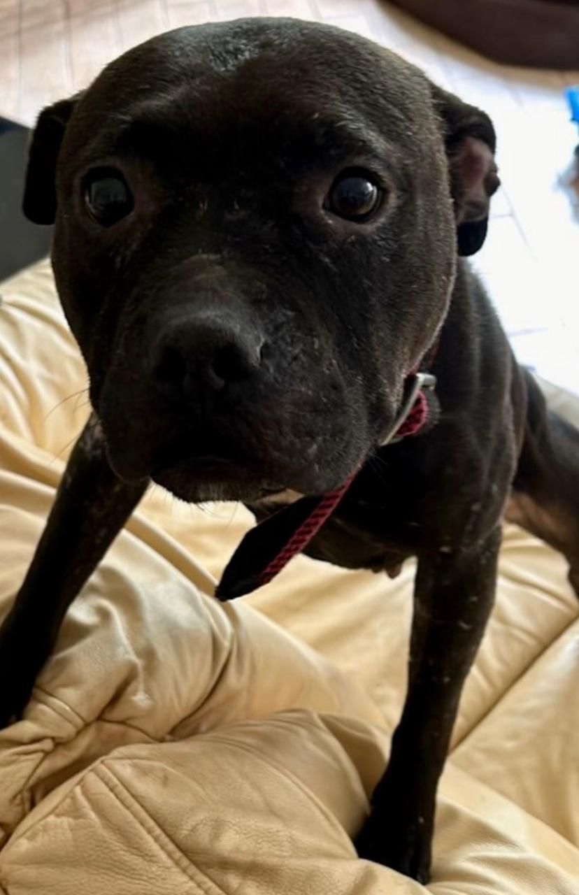 Photo of the dog