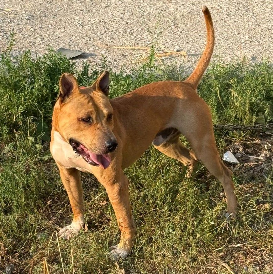 Photo of the dog