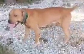 Photo of the dog