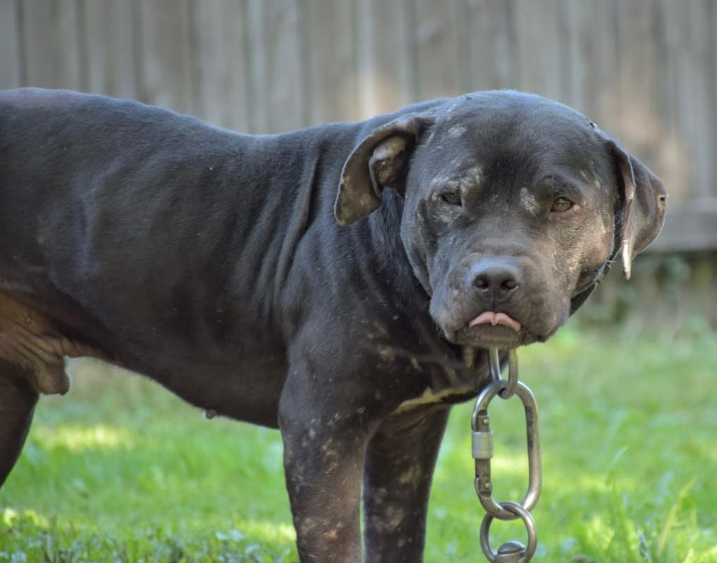 Photo of the dog