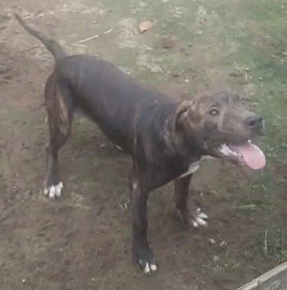 Photo of the dog