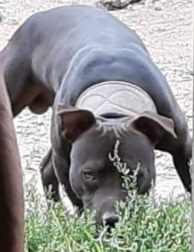 Photo of the dog