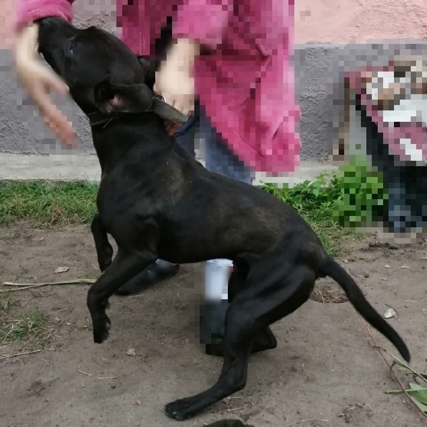 Photo of the dog