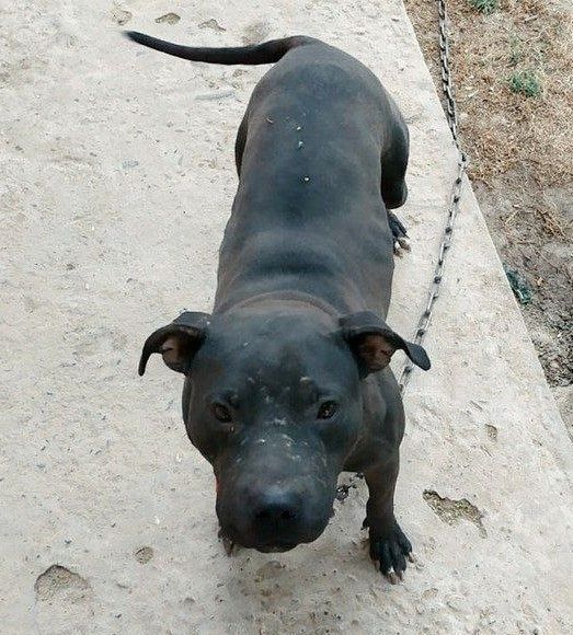 Photo of the dog