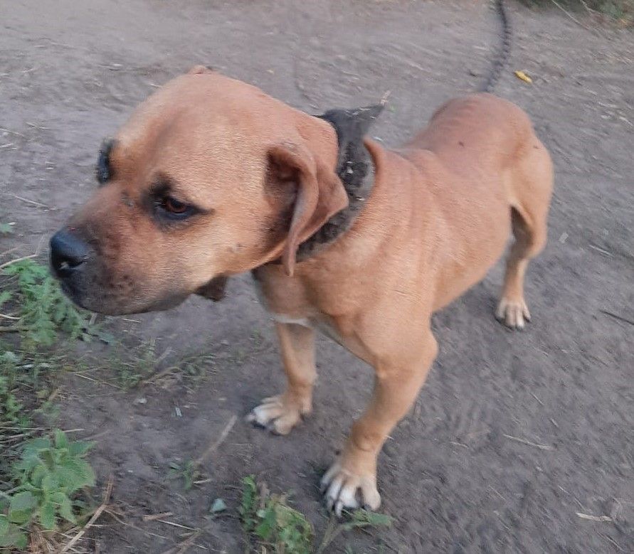 Photo of the dog