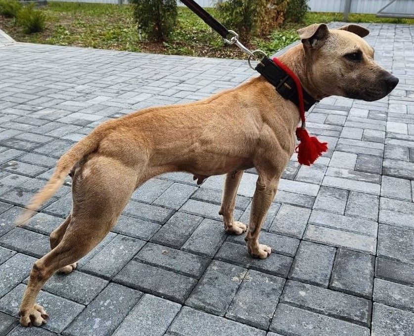 Photo of the dog