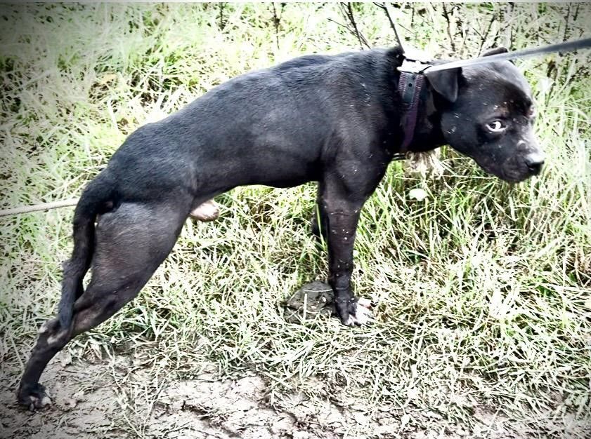 Photo of the dog
