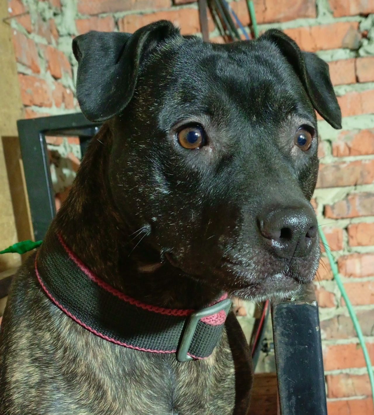 Photo of the dog
