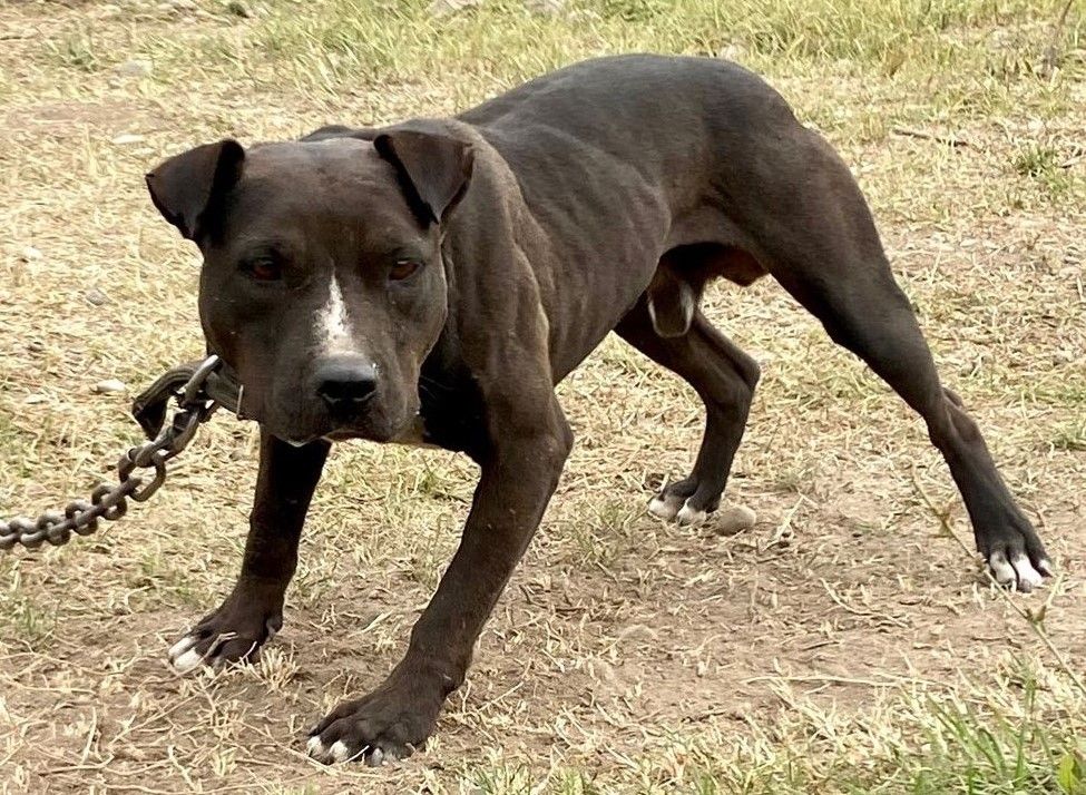 Photo of the dog