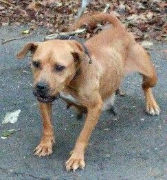Photo of the dog