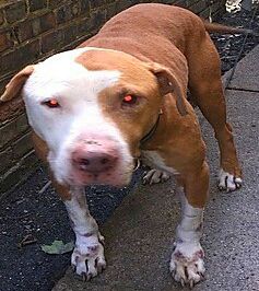 Photo of the dog