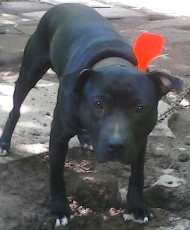 Photo of the dog