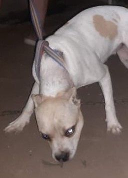 Photo of the dog