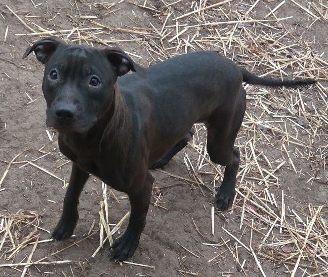 Photo of the dog