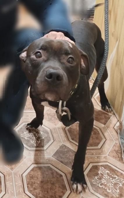 Photo of the dog