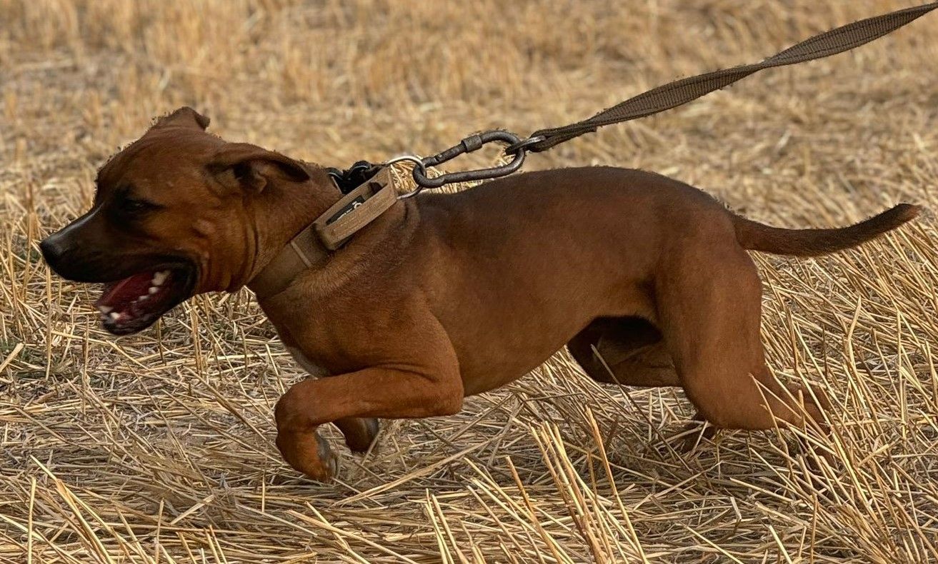 Photo of the dog