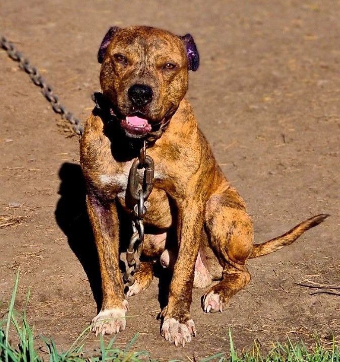 Photo of the dog