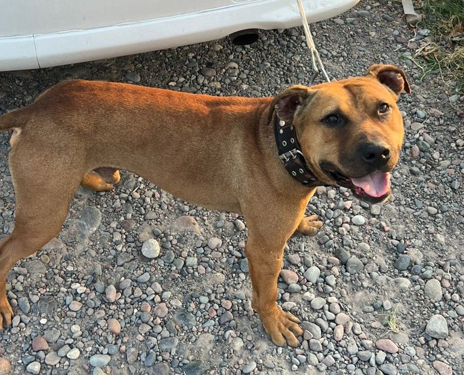Photo of the dog