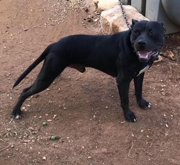 Photo of the dog