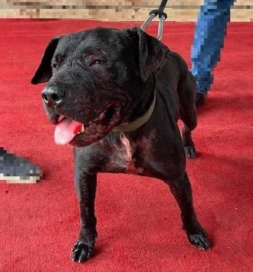 Photo of the dog