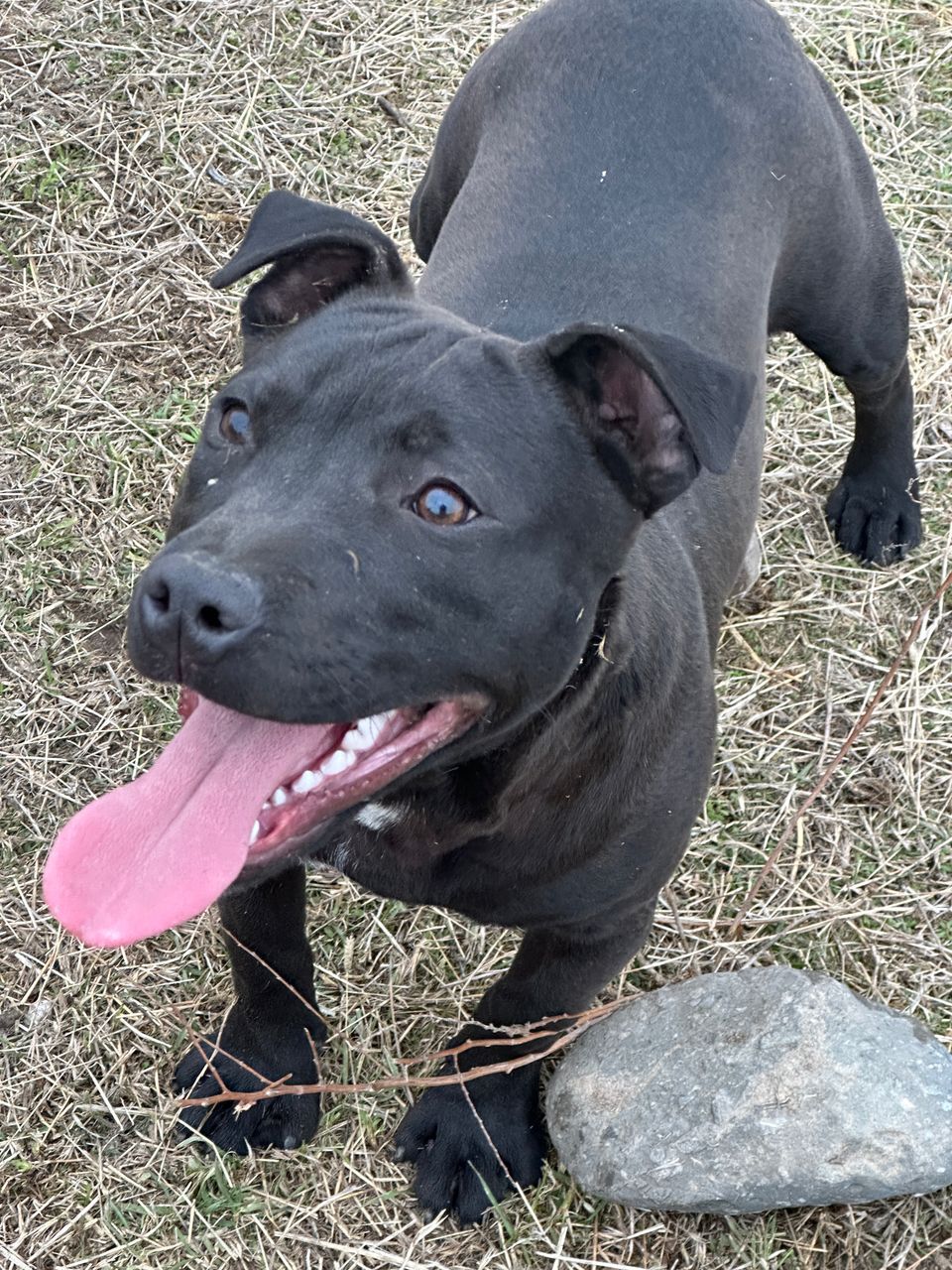 Photo of the dog