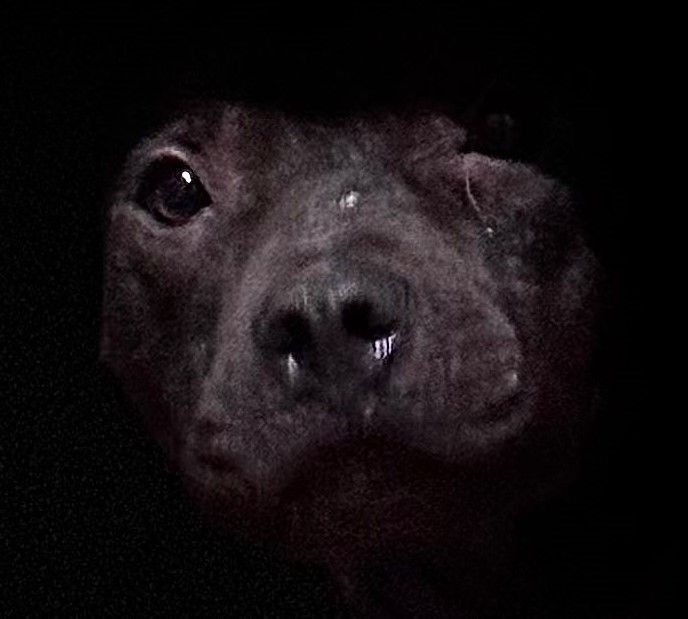 Photo of the dog