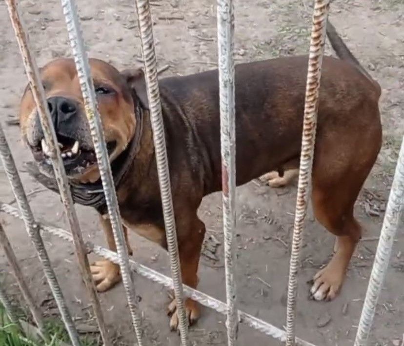 Photo of the dog