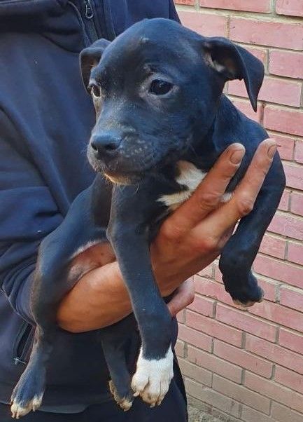 Photo of the dog