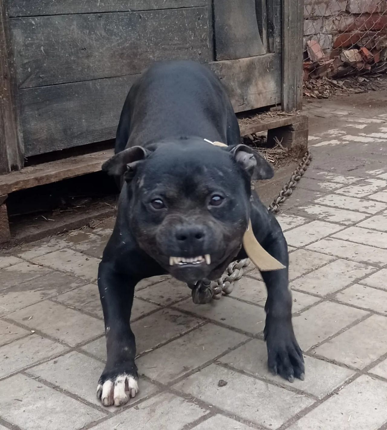 Photo of the dog