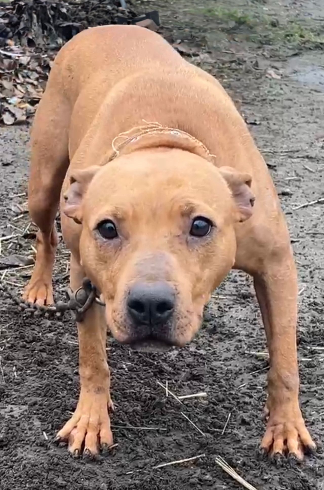 Photo of the dog