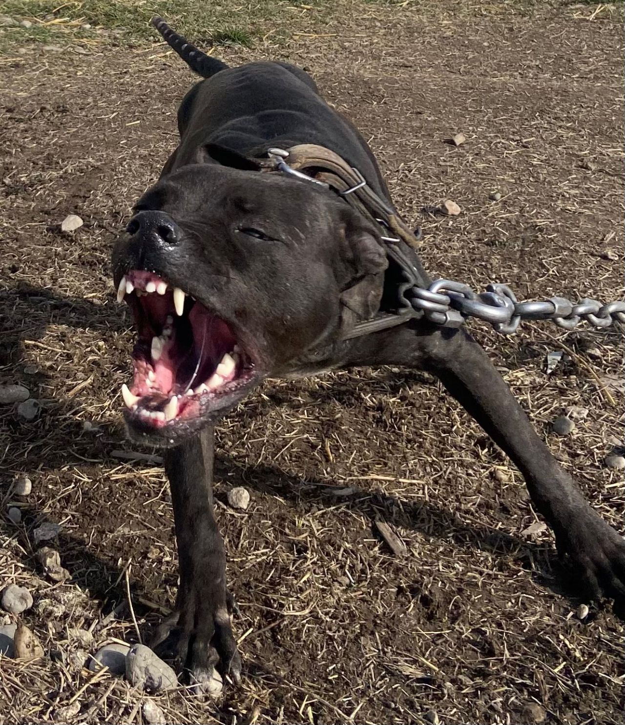 Photo of the dog