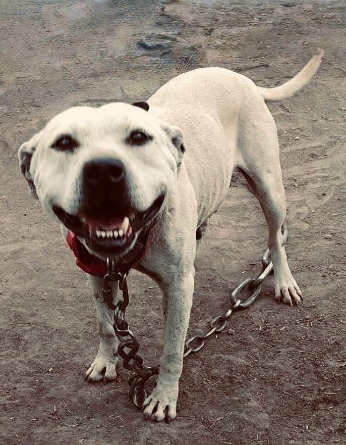 Photo of the dog