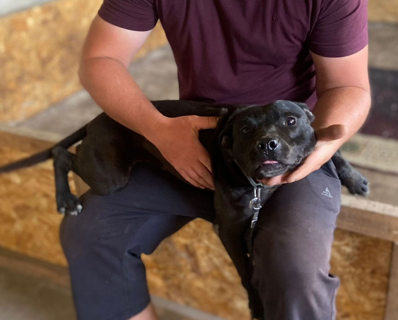 Photo of the dog
