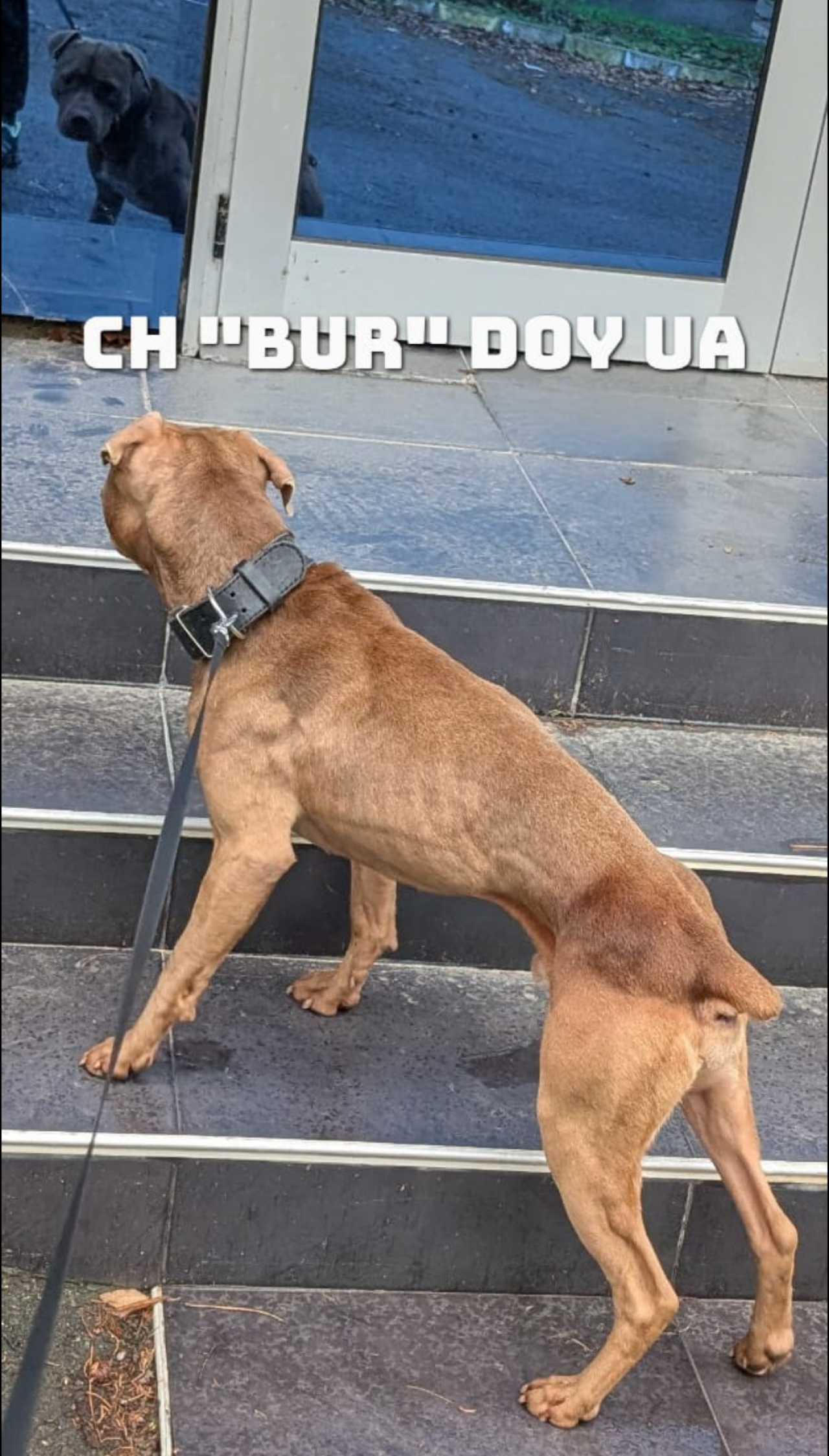 Photo of the dog