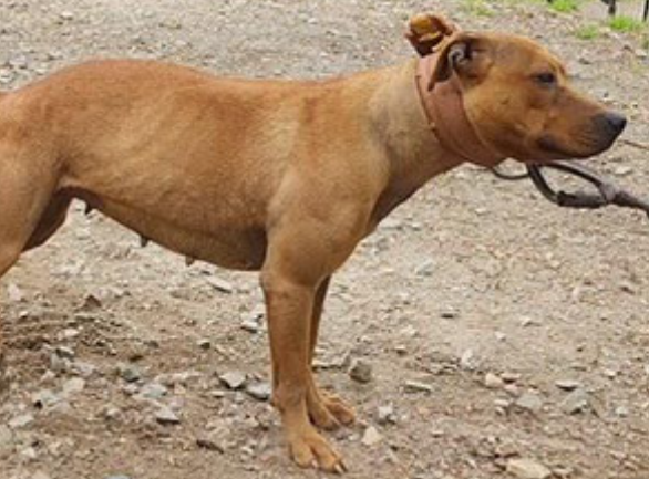 Photo of the dog