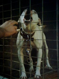 Photo of the dog