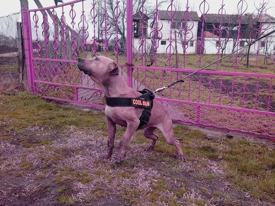 Photo of the dog