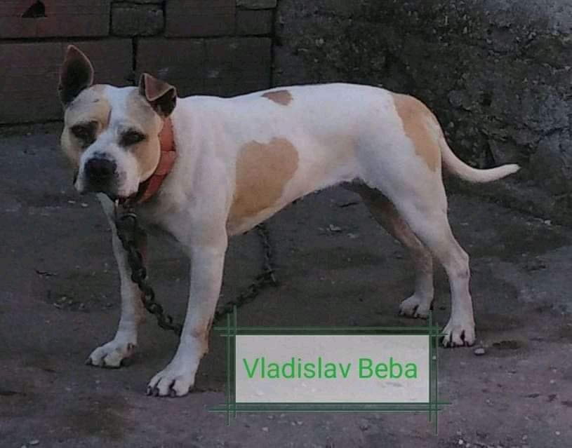 Photo of the dog